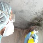 Understanding Mold Remediation: The Process and Importance