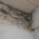 Signs of Mold Growth: When to Call for Inspection